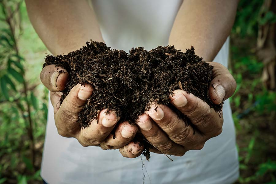 Organic Fertilizer