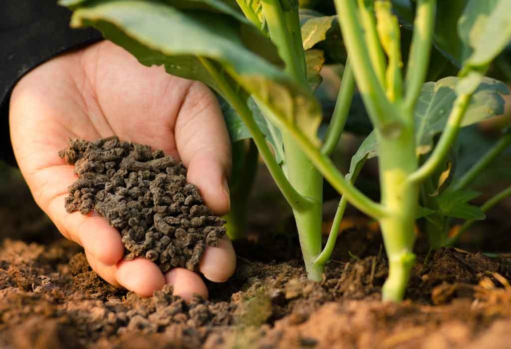 Restoring Soil Health with Organic Fertilizer
